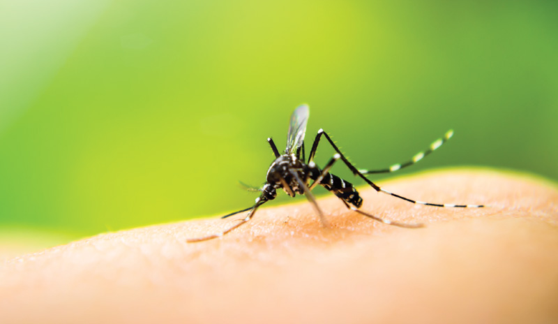 Nyamuk Aedes Aegypti ,Sumber: Bing Image